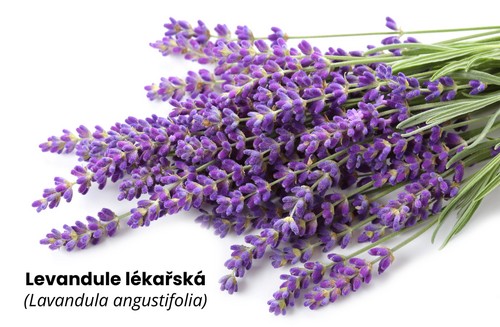 Levandule lékařská